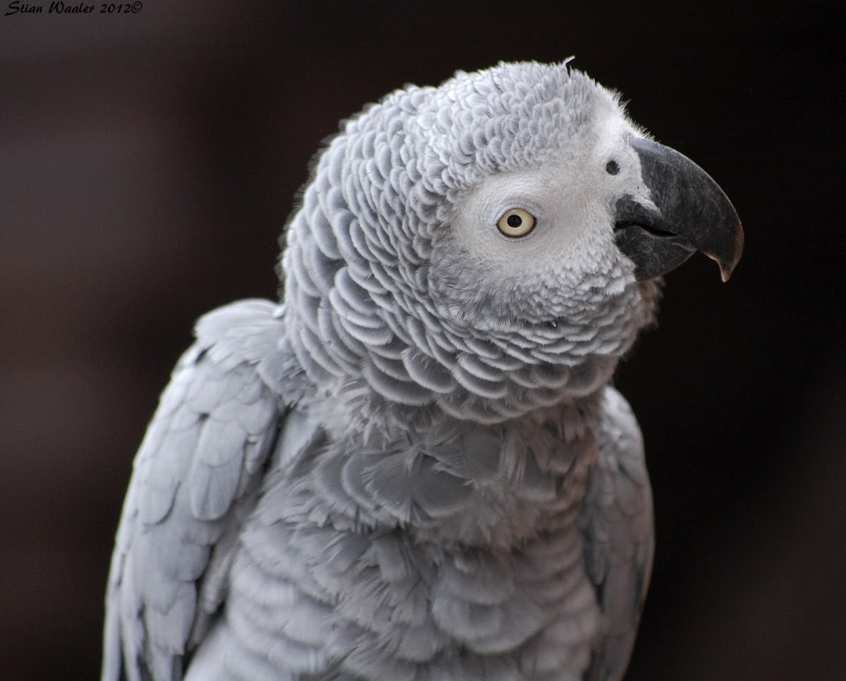 African Grey Parrot