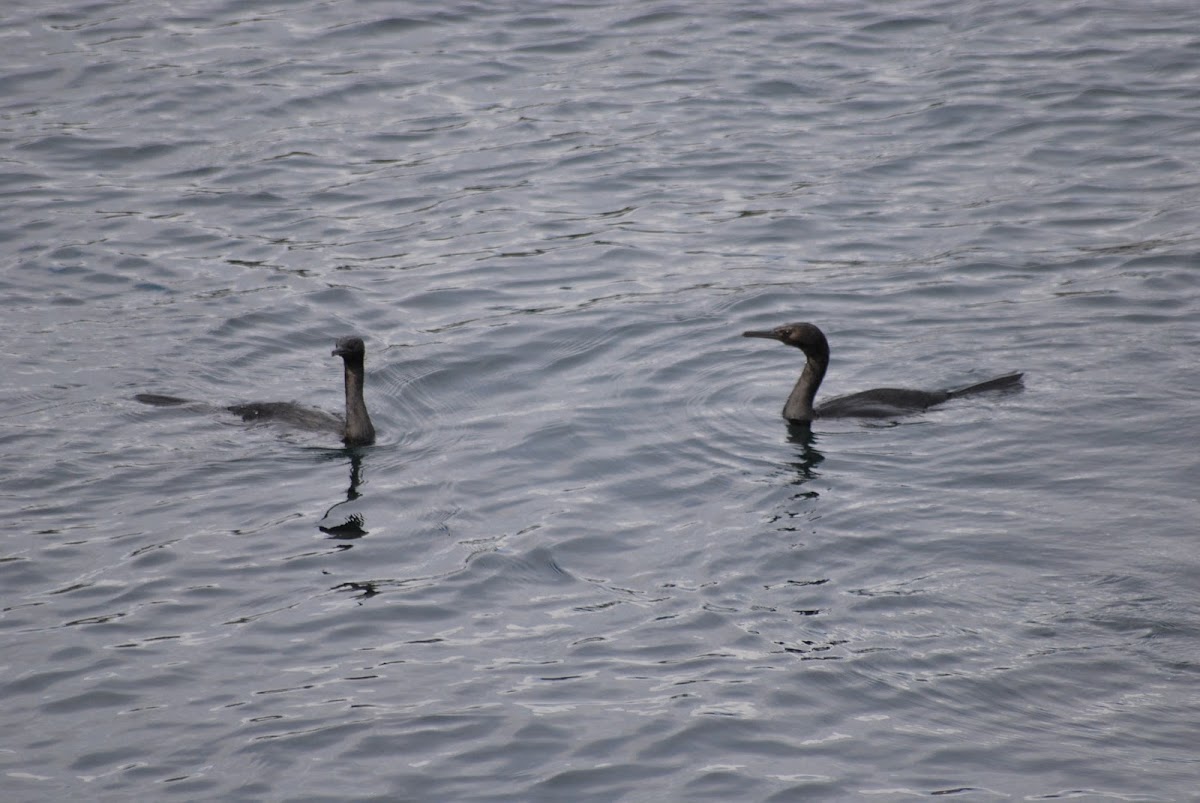 Pelagic Cormorants