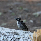 American Three-toed Woodpecker