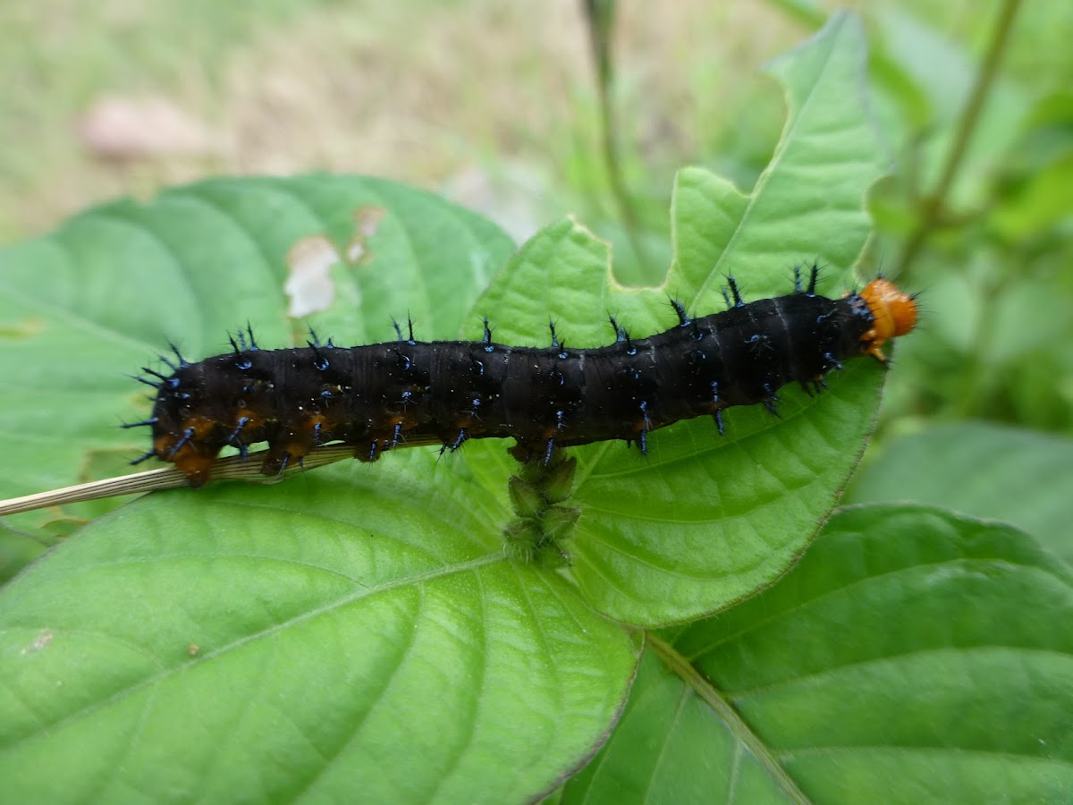 Blue Pansy caterpillar