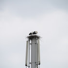 White Stork (Ooievaar)