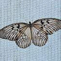 The rice-paper butterfly