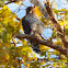 Red-shouldered hawk