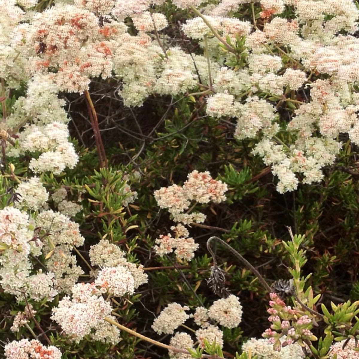 Wild Buckwheat