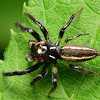 Jumping Spider, male