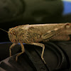 Egyptian Locust