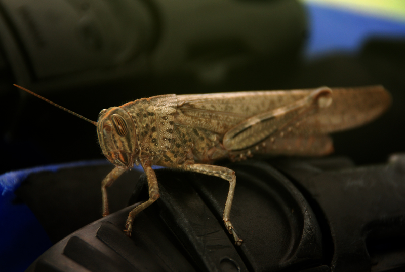 Egyptian Locust