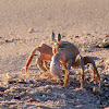 Horn-eyed Ghost Crab