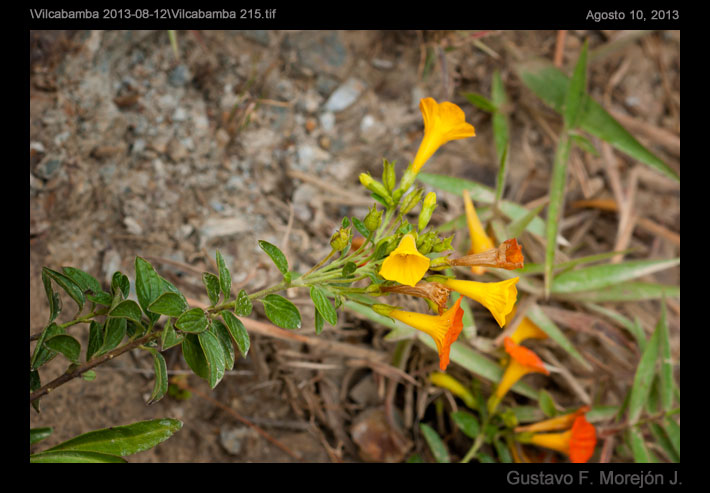 Marmalade Bush, Orange Browallia, Firebush