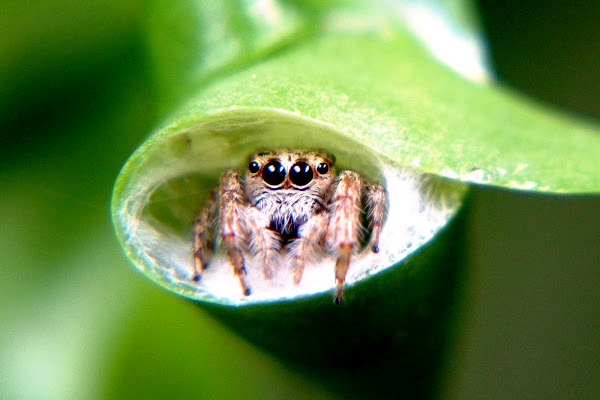 Jumping Spider | Project Noah