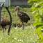 Limpkin (young)