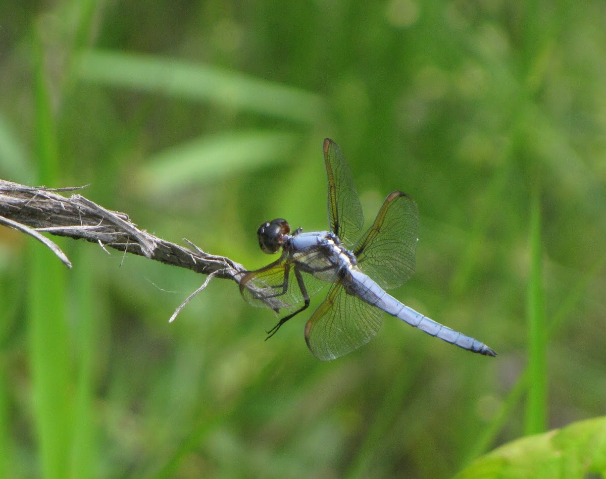 Yellow-sided Skimmer (male)