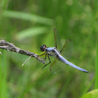 Yellow-sided Skimmer (male)