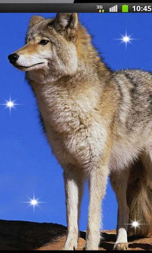 【免費個人化App】Wolf Best HD live wallpaper-APP點子