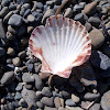NZ Scallop shell