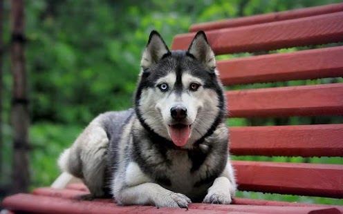 Siberian Dog Hd Wallpaper Android Apps On Google Play