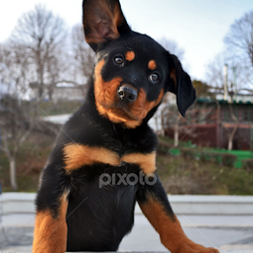 puppy by Bianca Oana - Animals - Dogs Puppies