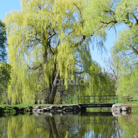 Reflecting by Kerry  Milligan - Landscapes Waterscapes