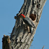 Red-bellied Woodpecker nest