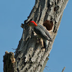 Red-bellied Woodpecker nest