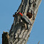 Red-bellied Woodpecker nest