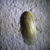 Green Cockroach