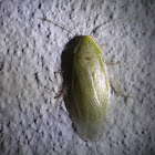 Green Cockroach