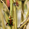 Frog Legged Leaf  Beetle