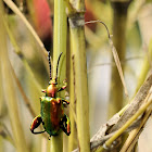 Frog Legged Leaf  Beetle