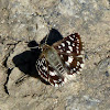 Indian Grizzled Skipper