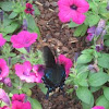 Korean Swallowtail