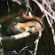 american red squirrel