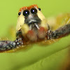 Male Epocilla Jumping Spider