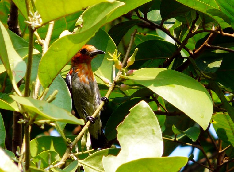 Scarlet-headed Flowerpecker