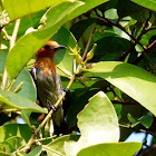 Scarlet-headed Flowerpecker