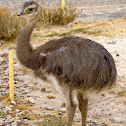 Darwin's Rhea