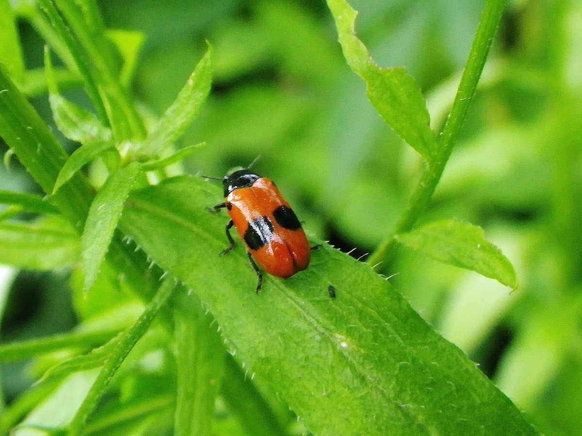 Short-horned Leaf Beetle
