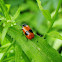 Short-horned Leaf Beetle