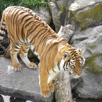 Endangered living organisms in Uruguay