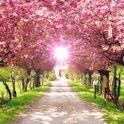 Pink Avenue & Ray Of Light logo