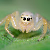 Two striped Jumping spider