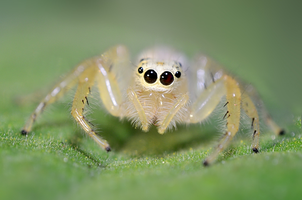 Two striped Jumping spider