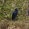 Western Reef Egret (dark morph)