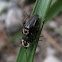 Soldier Beetles