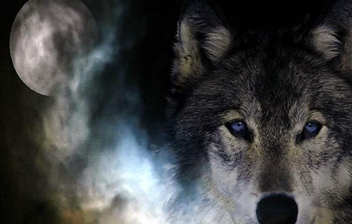 免費下載個人化APP|Wolf Wallpapers HD app開箱文|APP開箱王