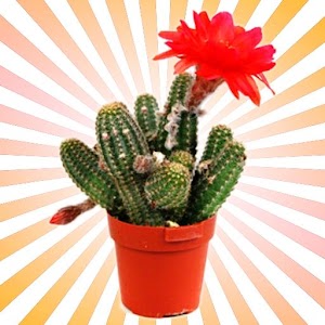 Cactus Plant Encyclopedia 書籍 App LOGO-APP開箱王