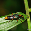 Rove beetle