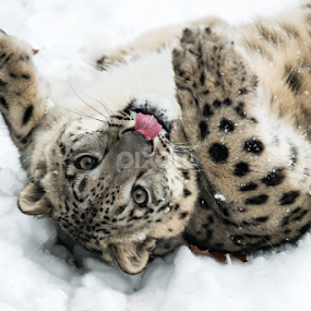 Playful Snow Leopard by Abeselom Zerit - Animals Lions, Tigers & Big Cats