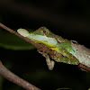 Tennent’s leaf-nosed lizard