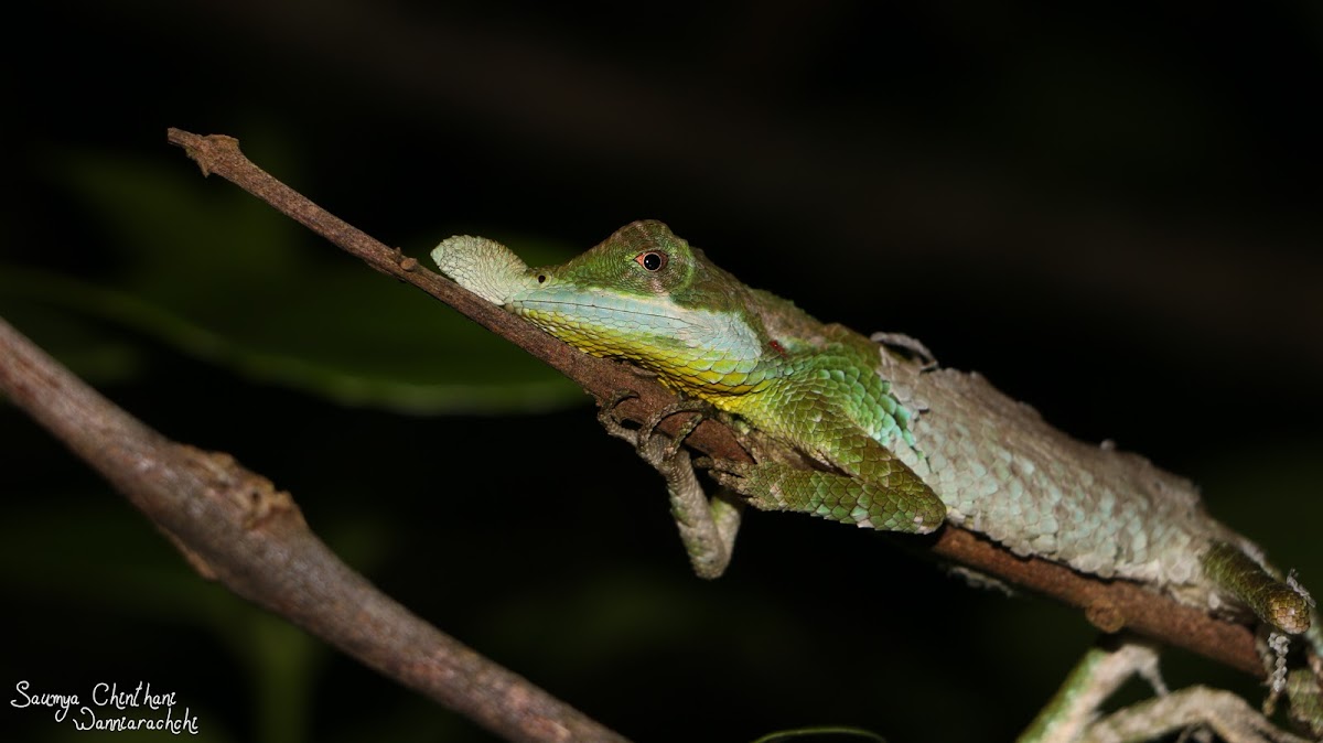 Tennent’s leaf-nosed lizard